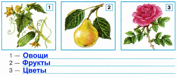 Группы культурных растений 3 класс